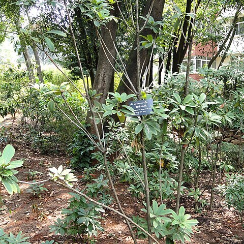 Rhododendron irroratum unspecified picture