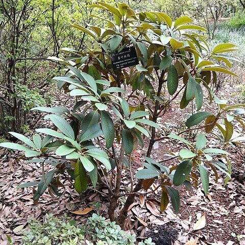 Rhododendron coriaceum unspecified picture