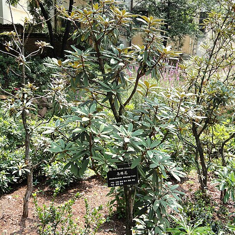 Rhododendron delavayi unspecified picture