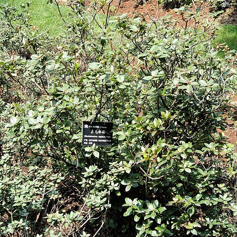 Rhododendron rigidum unspecified picture