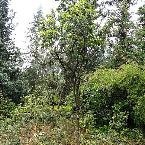 Rhododendron hancockii unspecified picture