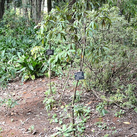 Rhododendron facetum unspecified picture