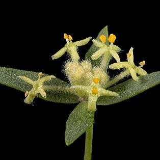 Pimelea microcephala unspecified picture