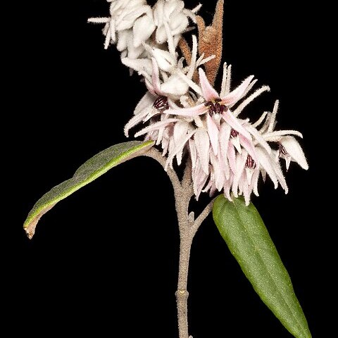 Lasiopetalum drummondii unspecified picture