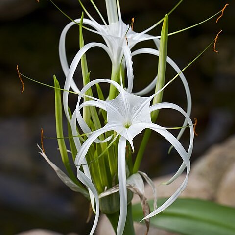 Hymenocallis speciosa unspecified picture