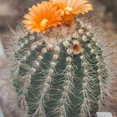 Parodia tuberculata unspecified picture