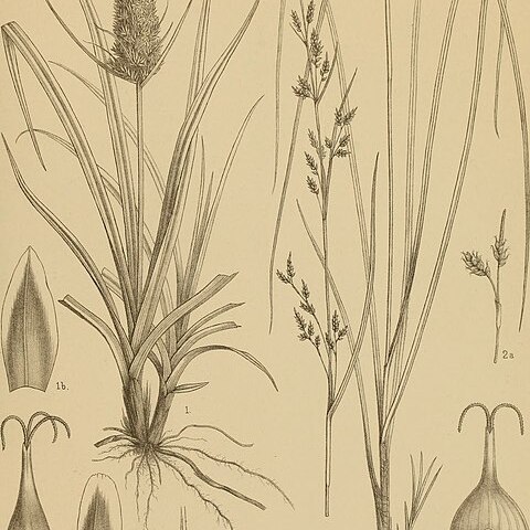 Carex satsumensis unspecified picture