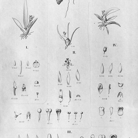 Capanemia carinata unspecified picture