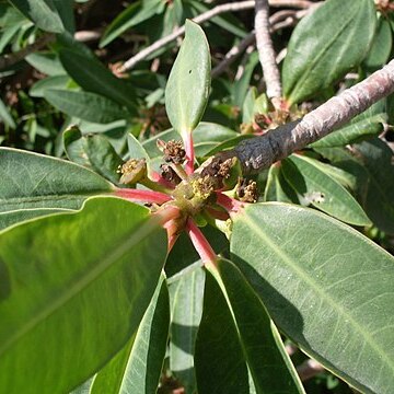 Euphorbia apurimacensis unspecified picture