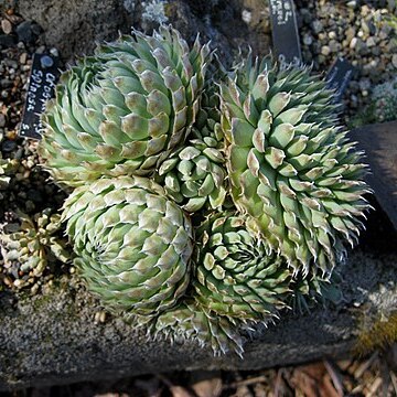 Orostachys spinosa unspecified picture