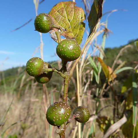 Rhoicissus tridentata unspecified picture