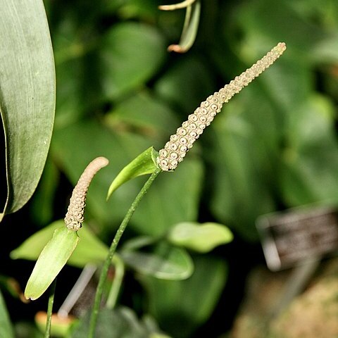 Anthurium berriozabalense unspecified picture