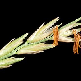 Spinifex longifolius unspecified picture