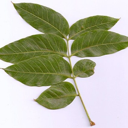 Dysoxylum mollissimum subsp. molle unspecified picture