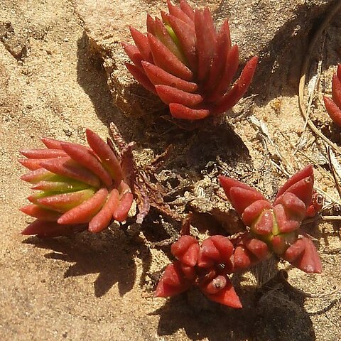 Crassula peploides unspecified picture