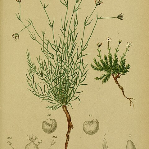 Moehringia glaucovirens unspecified picture