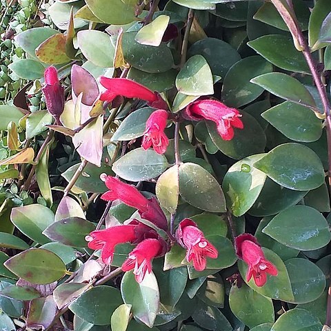 Aeschynanthus acuminatus unspecified picture