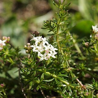 Asperula conferta unspecified picture