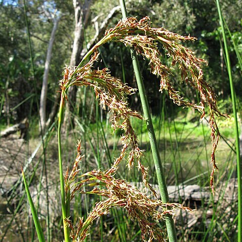 Machaerina articulata unspecified picture