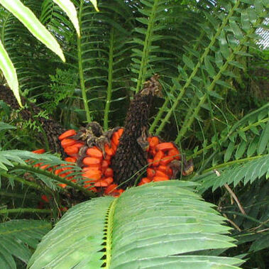 Encephalartos lebomboensis unspecified picture