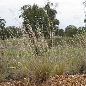 Austrostipa scabra unspecified picture