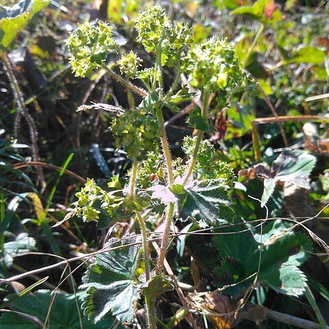 Alchemilla subglobosa unspecified picture