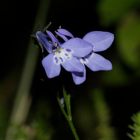 Lobelia flaccida unspecified picture