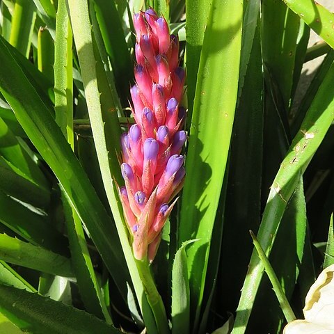 Aechmea blumenavii unspecified picture