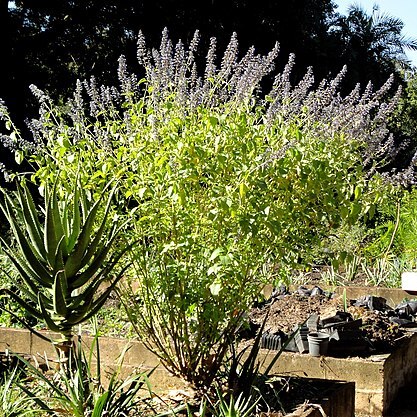 Plectranthus hereroensis unspecified picture