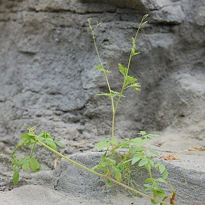 Dactylicapnos scandens unspecified picture