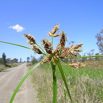 Bolboschoenus unspecified picture