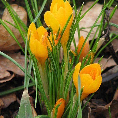 Crocus gargaricus unspecified picture