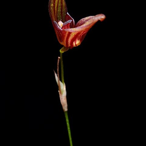 Specklinia simmleriana unspecified picture