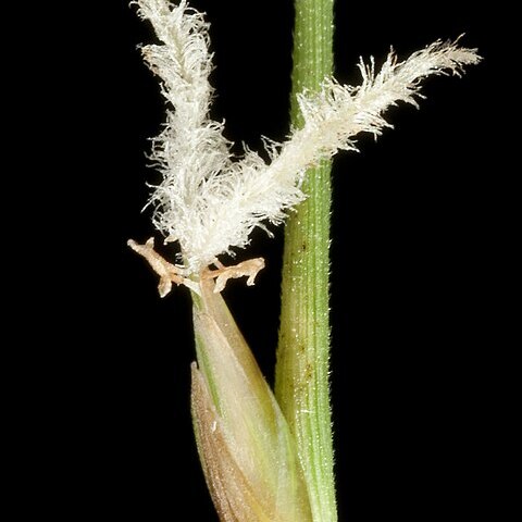 Spinifex longifolius unspecified picture