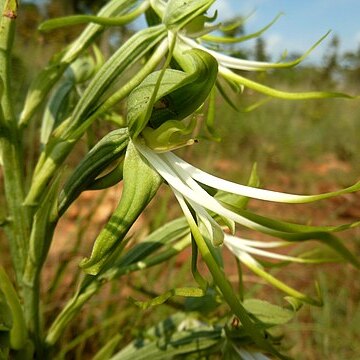 Bonatea antennifera unspecified picture