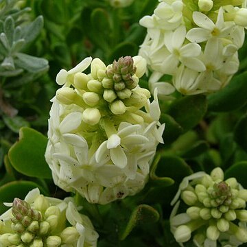 Stackhousia spathulata unspecified picture