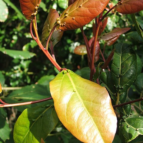 Ocotea bullata unspecified picture