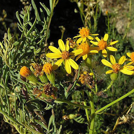 Senecio linariifolius unspecified picture