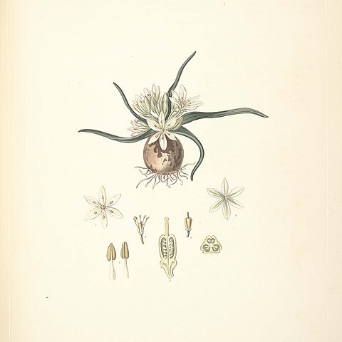 Ornithogalum fimbriatum unspecified picture