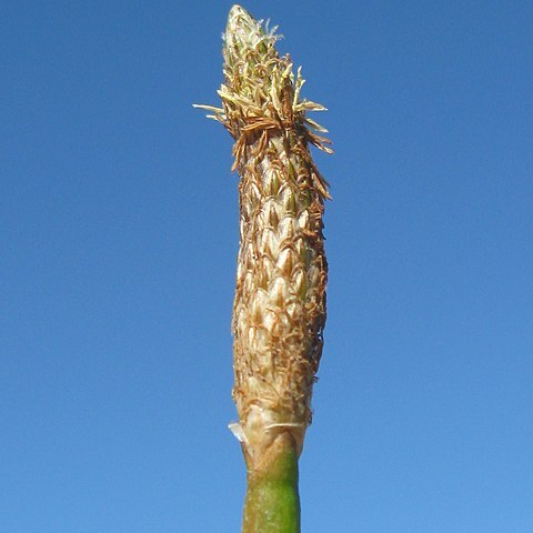 Eleocharis cylindrostachys unspecified picture