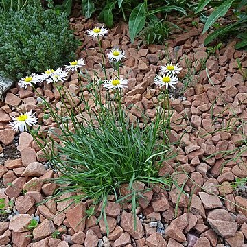 Erigeron engelmannii unspecified picture