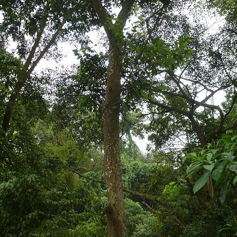 Castanopsis indica unspecified picture