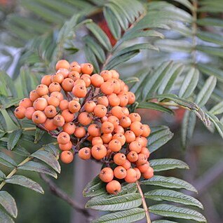 Sorbus scalaris unspecified picture