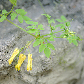 Dactylicapnos scandens unspecified picture