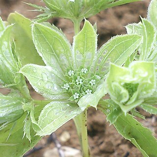 Actinolema macrolema unspecified picture