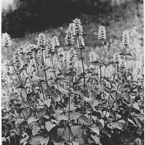 Agastache occidentalis unspecified picture