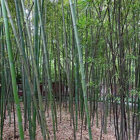 Phyllostachys tianmuensis unspecified picture