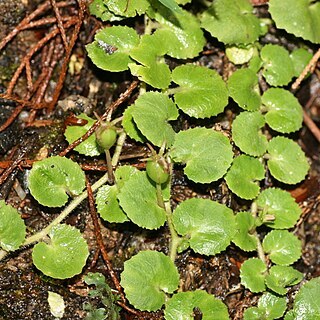 Lobelia nummularia unspecified picture