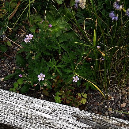 Geranium caeruleatum unspecified picture