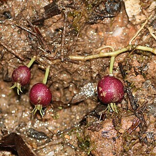 Lobelia nummularia unspecified picture